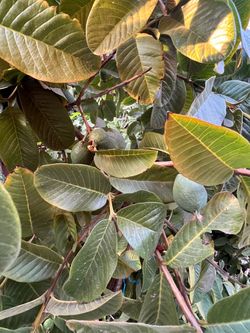 Guayaba Guava Organic Leaves 100 for Tea Fresh or sun dried