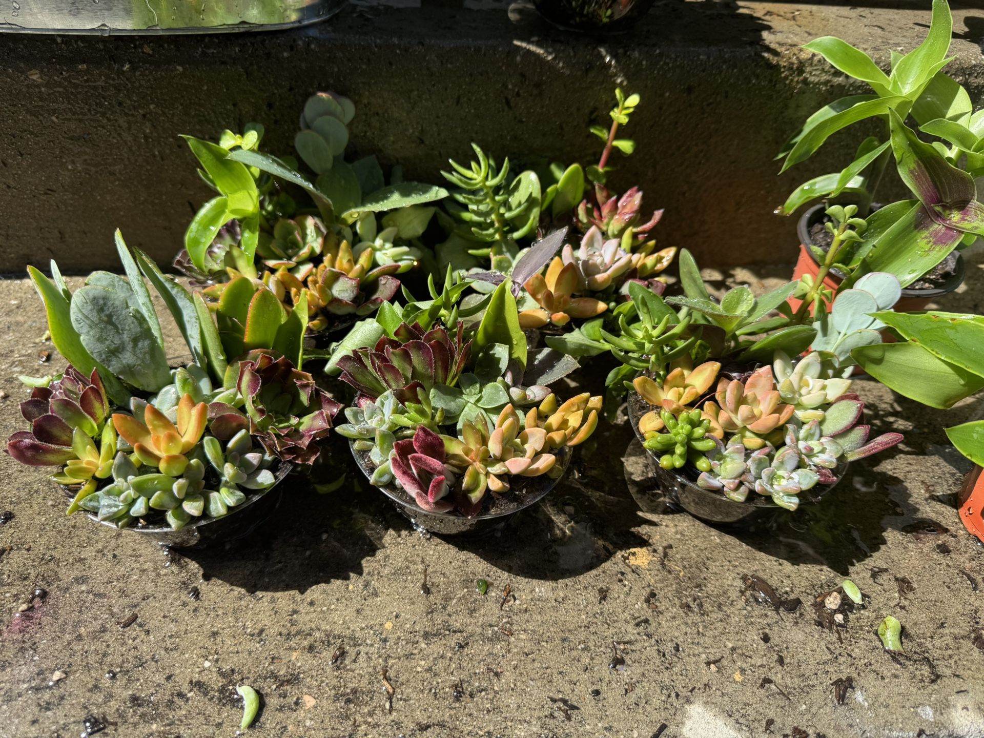 Beautiful Succulent, Each Pot $2.50