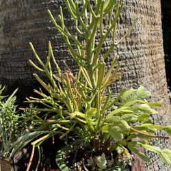 Gorgeous Tall Succulent In Ceramic Pot  