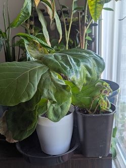 Variety plants