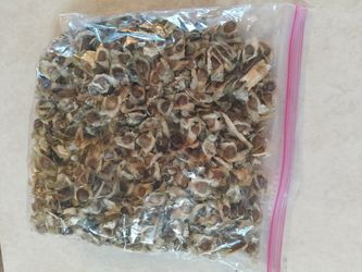 Moringa Seeds 
