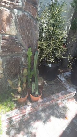 Potted cactuses