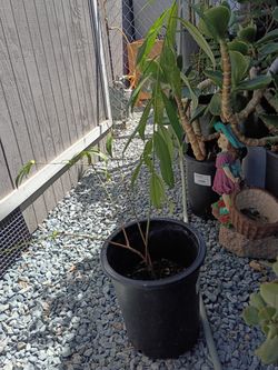 Small peach tree