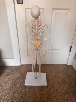 Mini Human Skelton Model