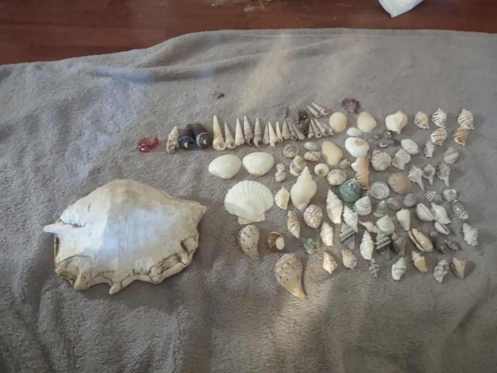 115 Decorative Seashells