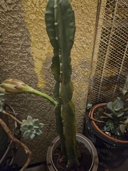 About 2ft tall.  N a white plastic pot.