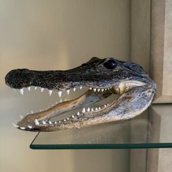 Alligator Head 9”