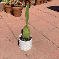 Prickly Pear Cactus In White Ceramic Pot 