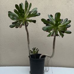 Live 23” Aeonium Arboreum 🍀