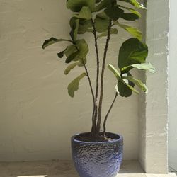 Ceramic Blue Planter With Fig Plant 