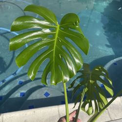 Monstera Rooted Cutting Indoor Plant