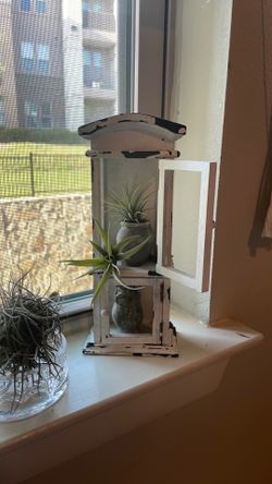 Mini cabinet with air plants
