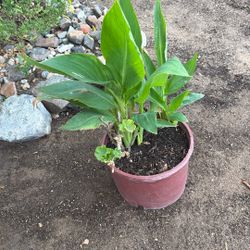 Planta De Malva 