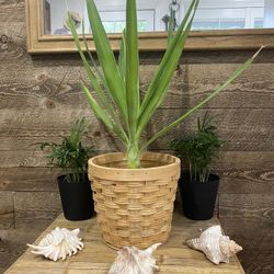 Natural Wicker Basket For Plants With Plastic Liner Braided 