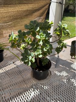 Haworth's aeonium or pinwheel, is a species of succulent flowering plant in the family Crassulaceae