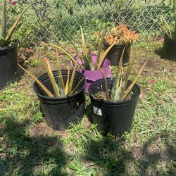aloe plant $15 each