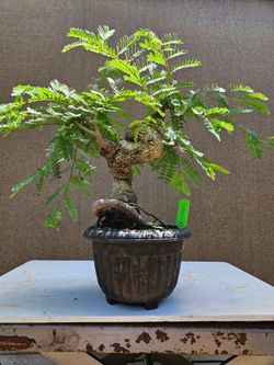 Old Tamarind Bonsai tree