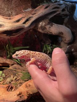 40 Gallon Custom Leapord Gecko Enclosure Thumbnail