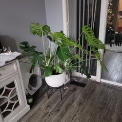 Plant Monstera With Pot