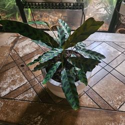 Calathea Lancifolia Live Potted Plant