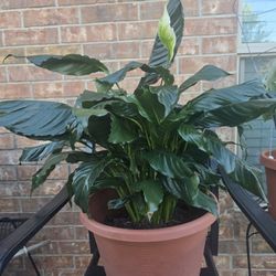 Large Piece Lilly Plant $30 Obo 