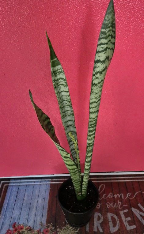 Snake Plant