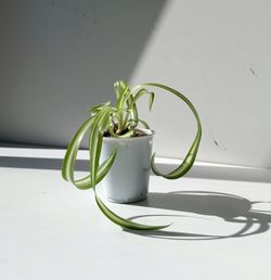 Trendy Variegated Curly Spider Plant Bonnie / Indoor Plant/ House Plant Flower Patio Garden