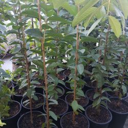Guayaba Pink Inside$50