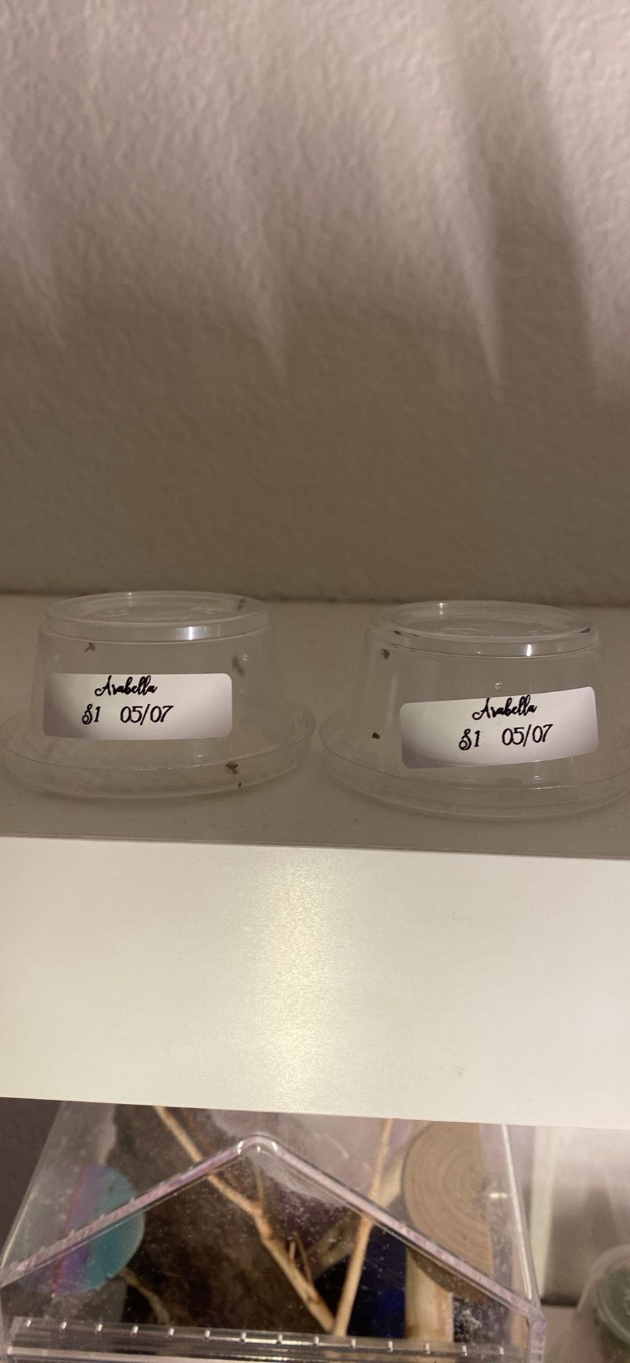 Jumping Spider Sling W/ 2oz Cup