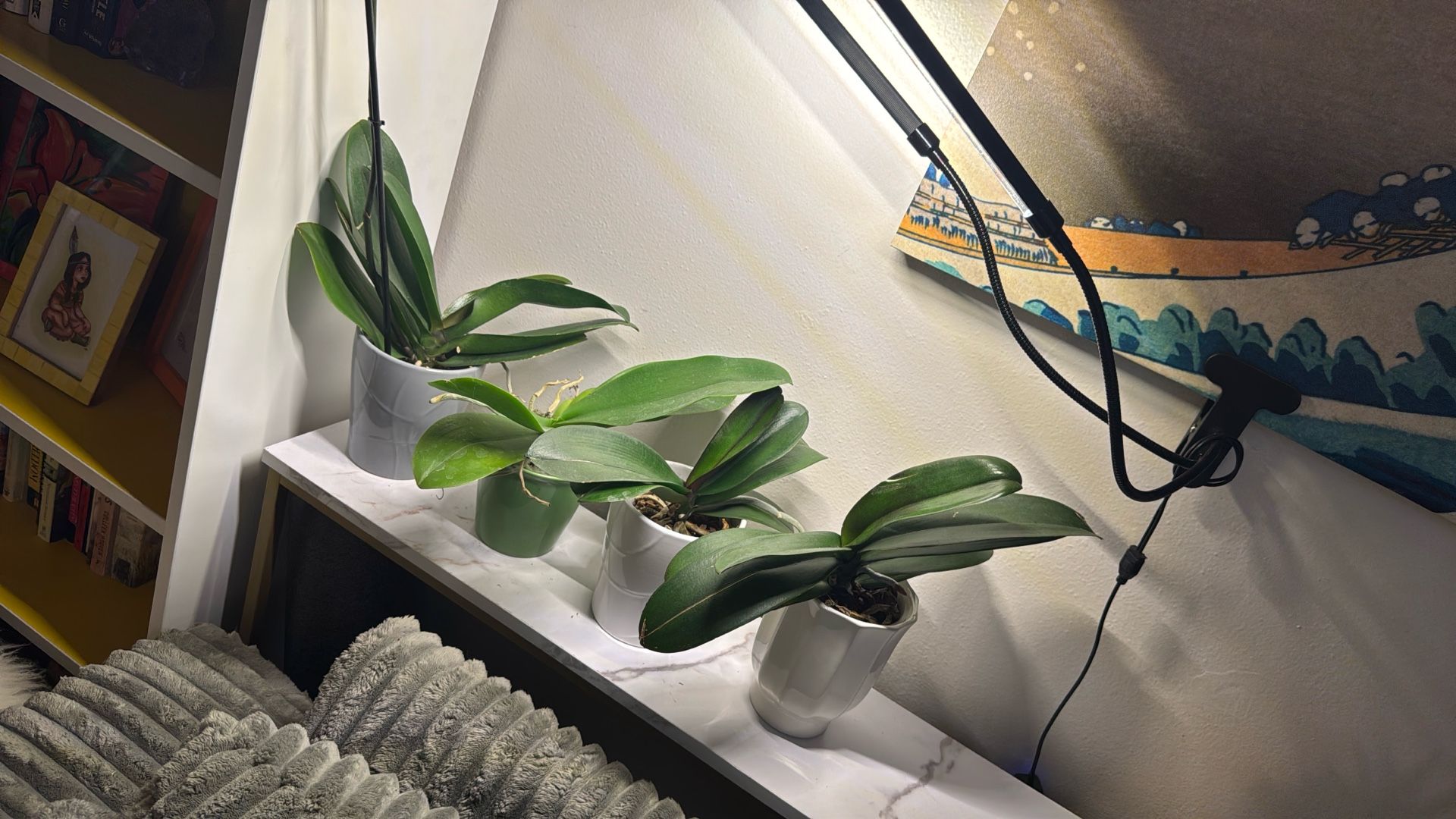 4 Healthy Orchid Plants In Ceramic Pots