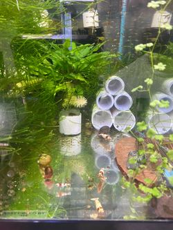 Crystal red shrimp decoration