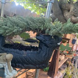 Bonsai Plants For Sale $50 Each Japanese Garden Juniper