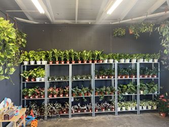 Plants
