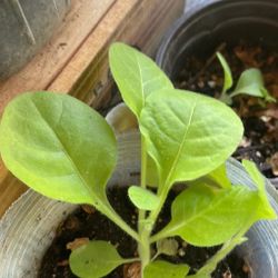 Tobacco Starter Plant