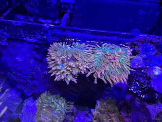 Rainbow Bubble tip anemone replica aquarium decorations replicas