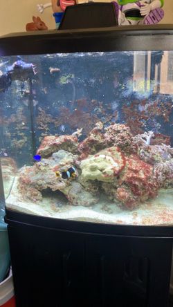 Fish tank 32 bio cube  $275