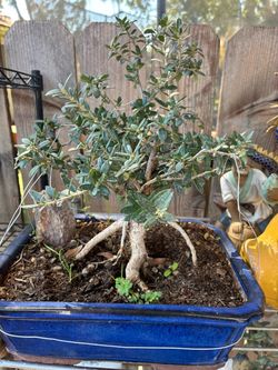 Bonsai on a tree with roots, exposing and Chinese out and a special Chinese bonsai pot $85 each Bonsai on a tree with roots, exposing and Chinese and