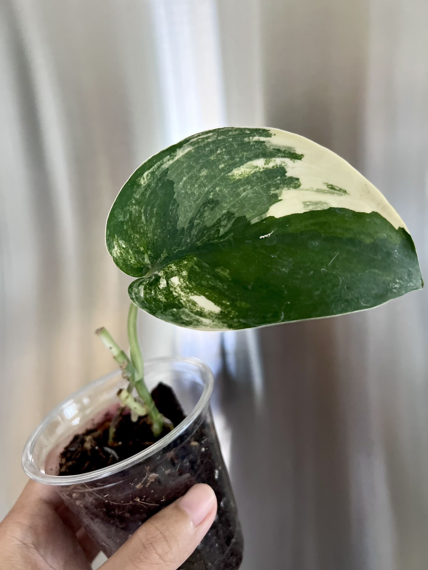 Rare Plants Scindapsus Variegated