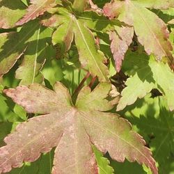 5-6 'Green JAPANESE MAPLE WITH REDDISH  TONES