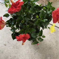 Tropical Hibiscus in 2-gallon pots (3-Plants &  3- color plants)