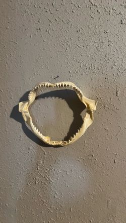 Shark mouth