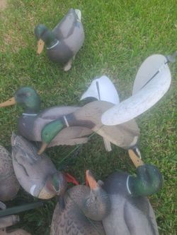 Hunting duck props