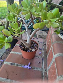 Jade plant