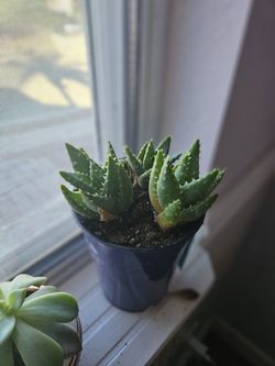 Baby Aloe 