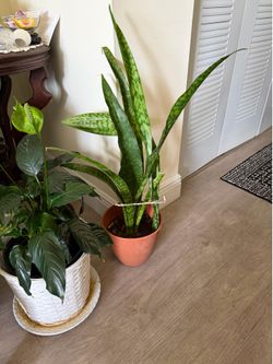 Plants 2 / household
