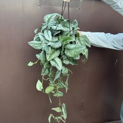 8” Scindapsus Exotica Very Full