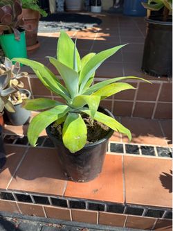 Agave Attenuata Foxtail Succulent