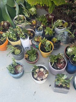 Succulents