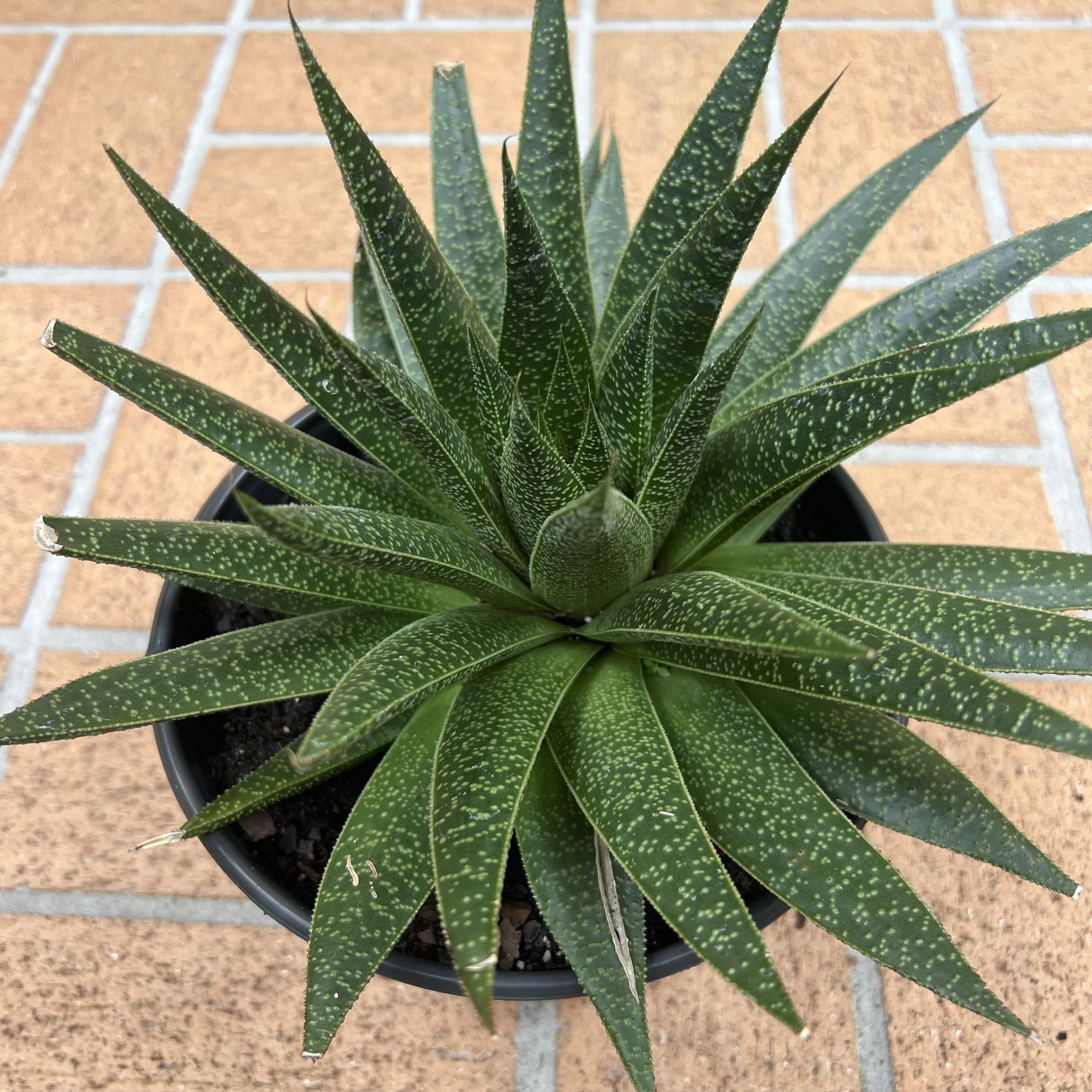Big succulent plant 🪴