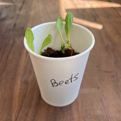 Organic Beets, Ready To Be Planted 